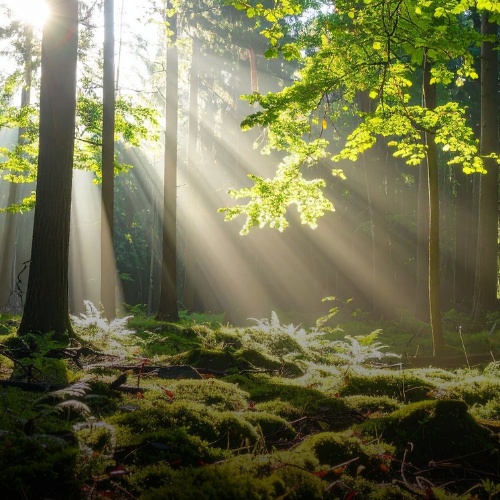 Bestandsaufnahmen der Naturflächen