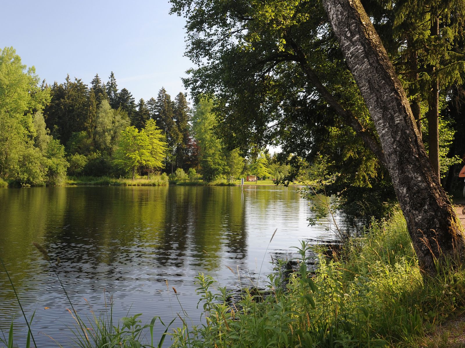 Naturerlebnis Waldsee